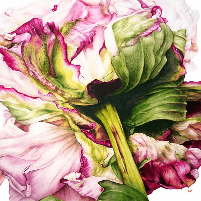 Botanical Watercolors